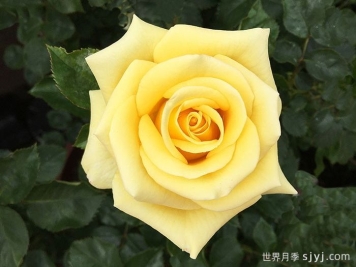 希望女王月季/皇后的希望Queen of Hope