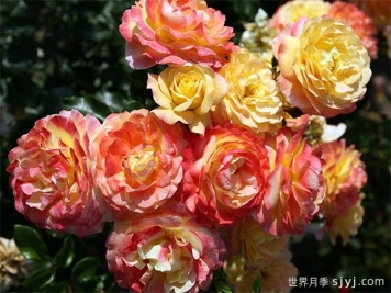 希望玫瑰月季/玫瑰之夜Rose der Hoffnung