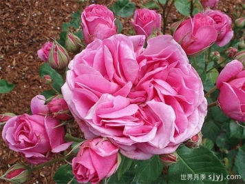 夏米安月季/查尔米安Charmian