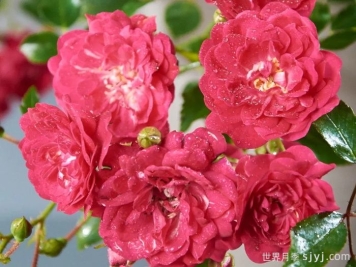 仙女皇后月季/妖精皇后Fairy Queen