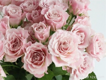 仙女罗拉月季/仙女萝拉FAIry Rora