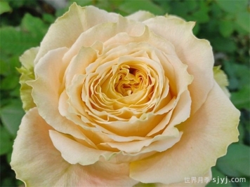 乡村芙丽达月季Country Spirit Frieda