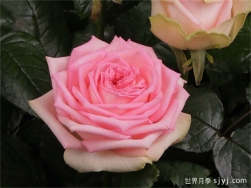 乡村公主月季Country Spirit Princess