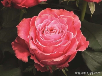 乡村花园月季Country Spirit Garden