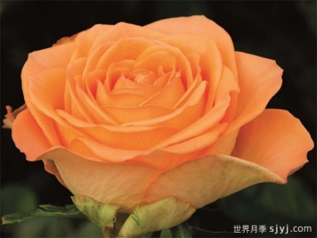 乡村家园月季Country Spirit Home