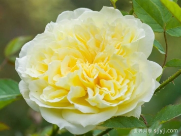 乡村牧师月季The Country Parson