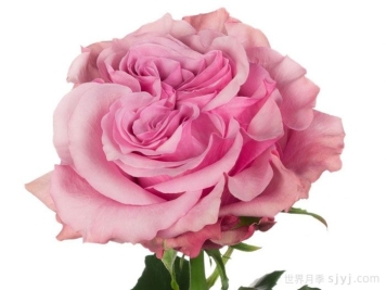 乡村蓝色月季Country Spirit Blues