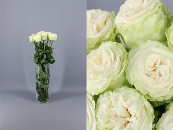 乡村女王月季/乡村皇后Country Spirit Queen