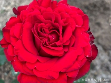 乡村绒光月季/乡村荣光