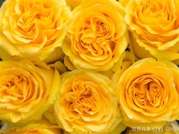 乡村阳光月季Country Sun