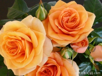 黄金马斯兰月季Maasland Gold Forever