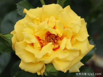 黄金眼睛月季/金眼睛月季Golden Eye