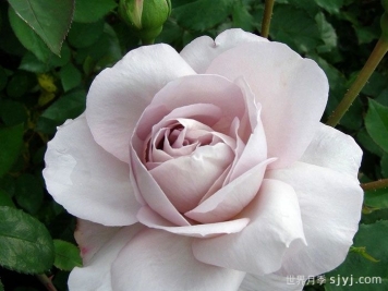 灰珍珠月季Grey Pearl