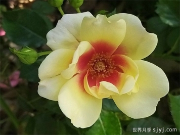 辉煌巴比伦眼睛月季/黄色甜蜜斑点Glorious Babylon Eyes