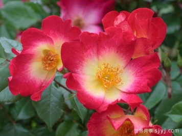 鸡尾酒月季Cocktail