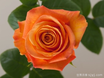 机密月季Confidential