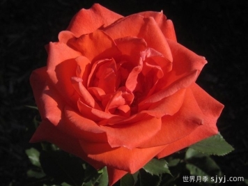 ​激情似火月季Picante