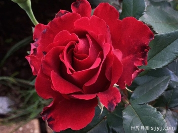 致敬芭芭拉月季/纪念芭芭拉月季Hommage A Barbara