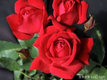 加利波利精神月季Spirit of Gallipoli