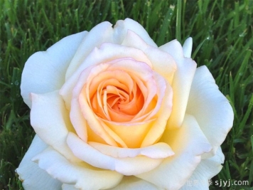 假面公主月季/安娜斯塔西娅月季Anastasia