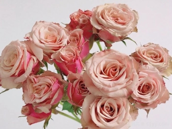 假日岛安提瓜月季Holiday Island Antigua