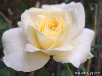 假日岛基拉戈月季Holiday Island Key Largo