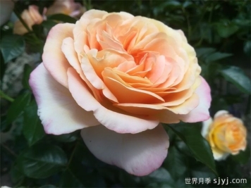 假日岛拉帕尔玛月季Holiday Island La Palma