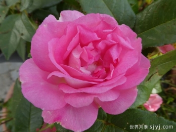 婆罗洲之香月季/假日岛婆罗洲之香Bornéo Odore