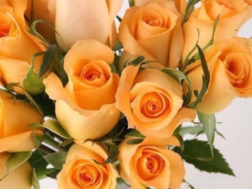 假日公主月季Queen's Day