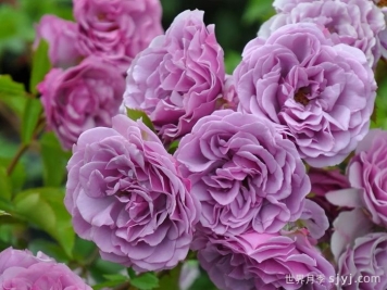 月夜光影月季Shadow of the Moon