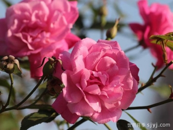 月月粉月季Old Blush