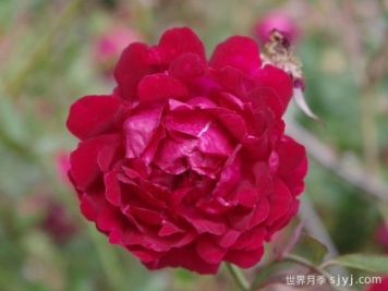 月月红月季Old Crimson China