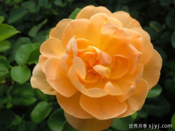 云雀高飞月季/云雀升腾The Lark Ascending