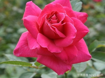 长梦月季/大梦想Dream Big