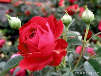 真爱月季/红船长/红色队长True Love