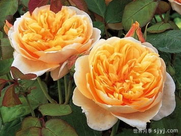 珍妮奥斯汀月季/杰恩奥斯汀Jayne Austin