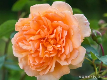 朱迪丹奇夫人月季/朱迪丹奇爵士Dame Judi Dench