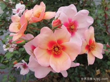 微笑的眼睛月季Smiling Eyes