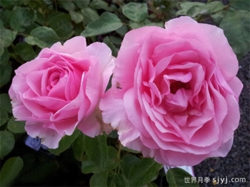 我的盖世英雄月季My Hero