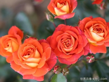 我的孩子月季Child of Mine