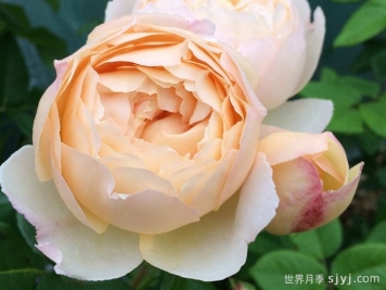 沃勒顿老庄园月季Wollerton Old Hall