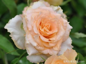 乌列天使神之焰月季/乌列尔/神之焰Uriel