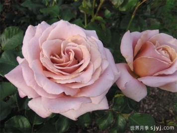 简单华丽月季Simply Gorgeous