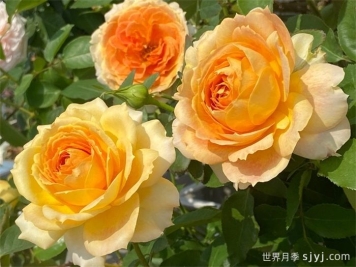 焦糖古董月季/焦糖​安提克Caramel Antike Freelander