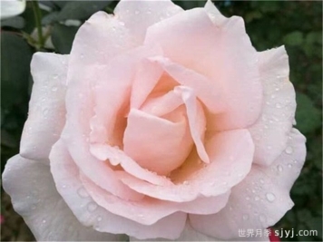 九重香月季Everest Double Fragrance