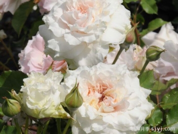 觉醒精灵月季/闹钟/唤醒Reveil