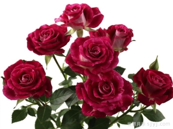 绝妙之花月季Admirable Blossoms