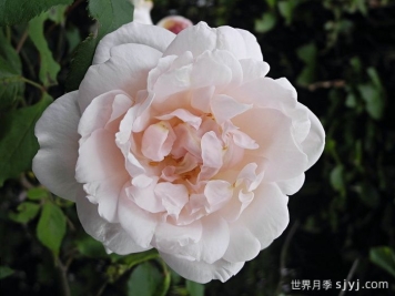 卡里叶夫人月季/阿尔弗雷德夫人Mme Alfred Carriere