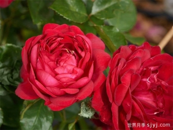 卡普莉西娅月季Capricia Renaissance