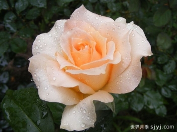 卡萨诺瓦月季/情圣Casanova